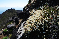 岩尾根の花