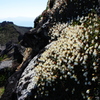 岩尾根の花