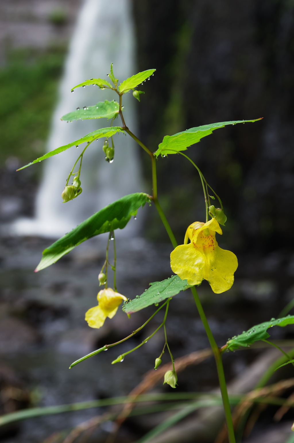 滝と花