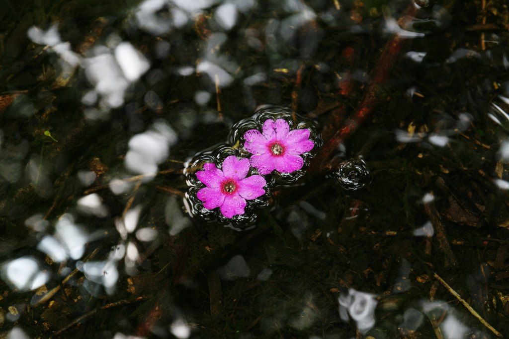 浮かぶ花