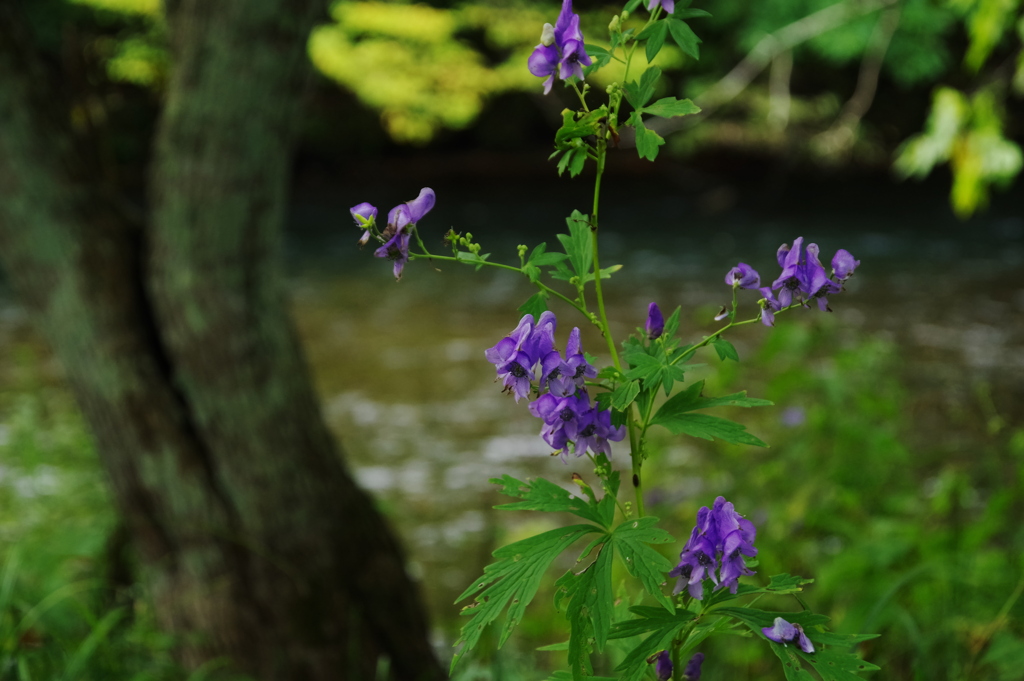 河畔に咲く花