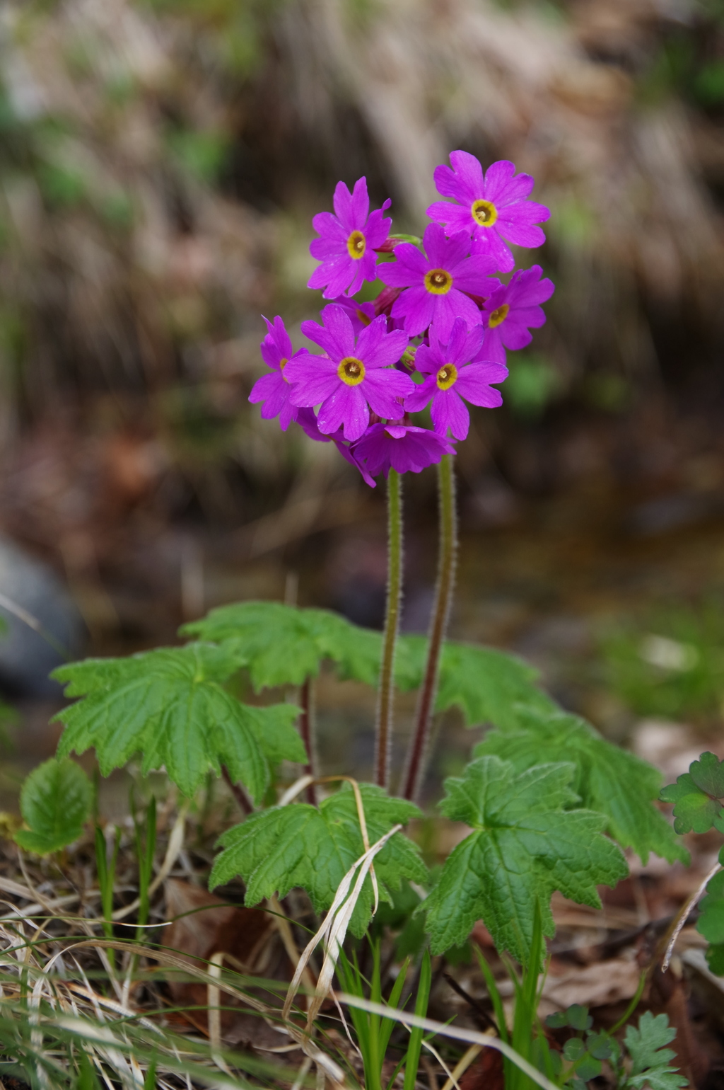 春の花