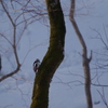 キツツキ