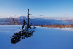 道案内の木