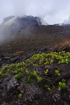 火山に咲く