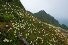 花の山