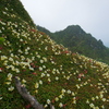 花の山