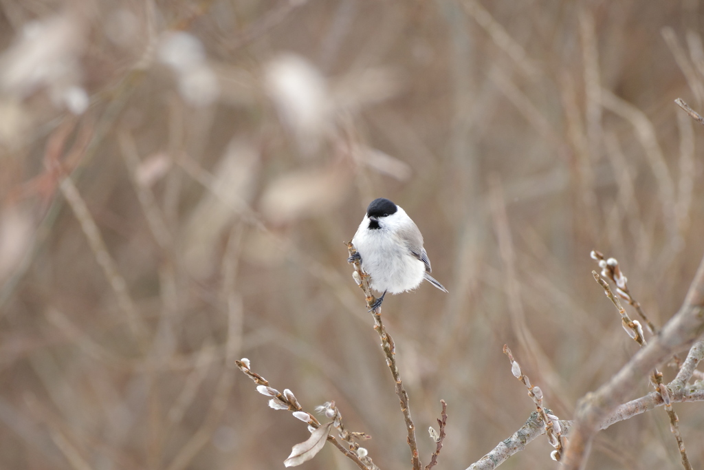 冬の鳥