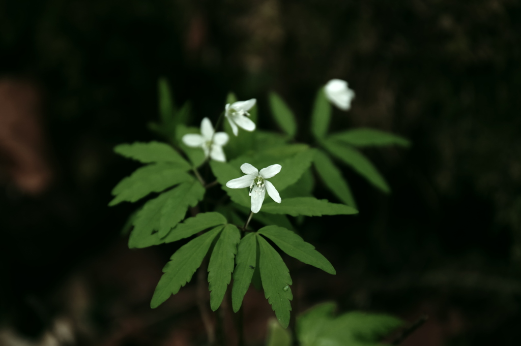 一華
