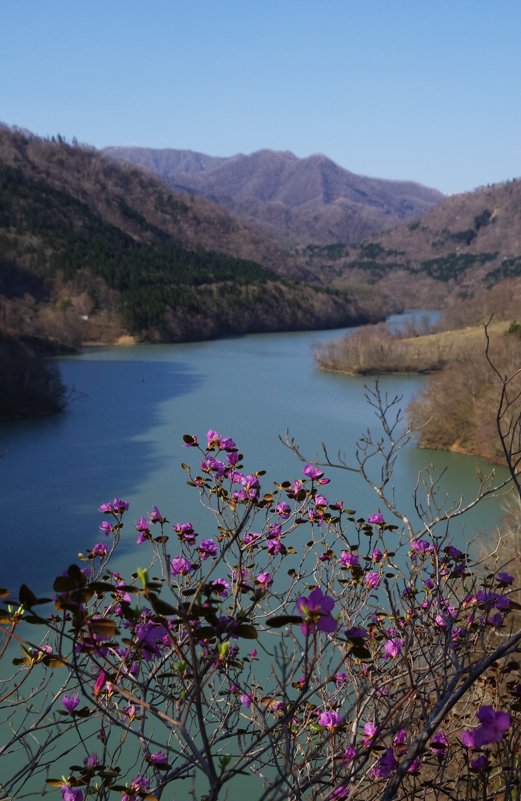 静内川