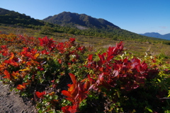花と紅葉