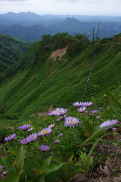 アズマギクの山