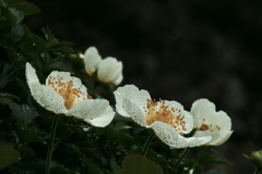 チングルマ