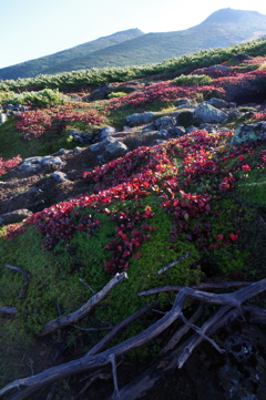 輝く紅葉