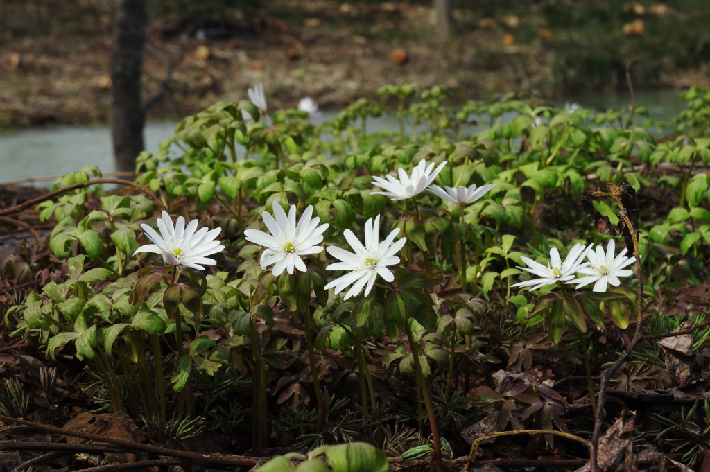 河畔の花