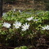 河畔の花