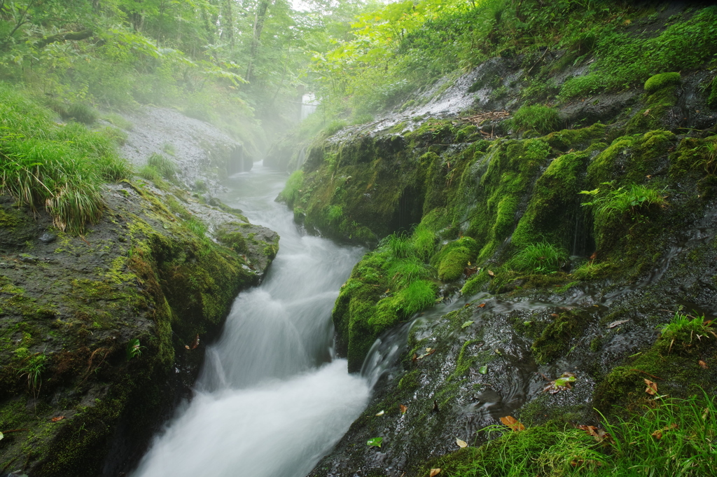 苔の川