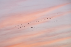 白鳥の空 白鳥の空