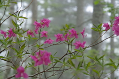 霧に浮かぶ花