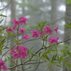 霧に浮かぶ花