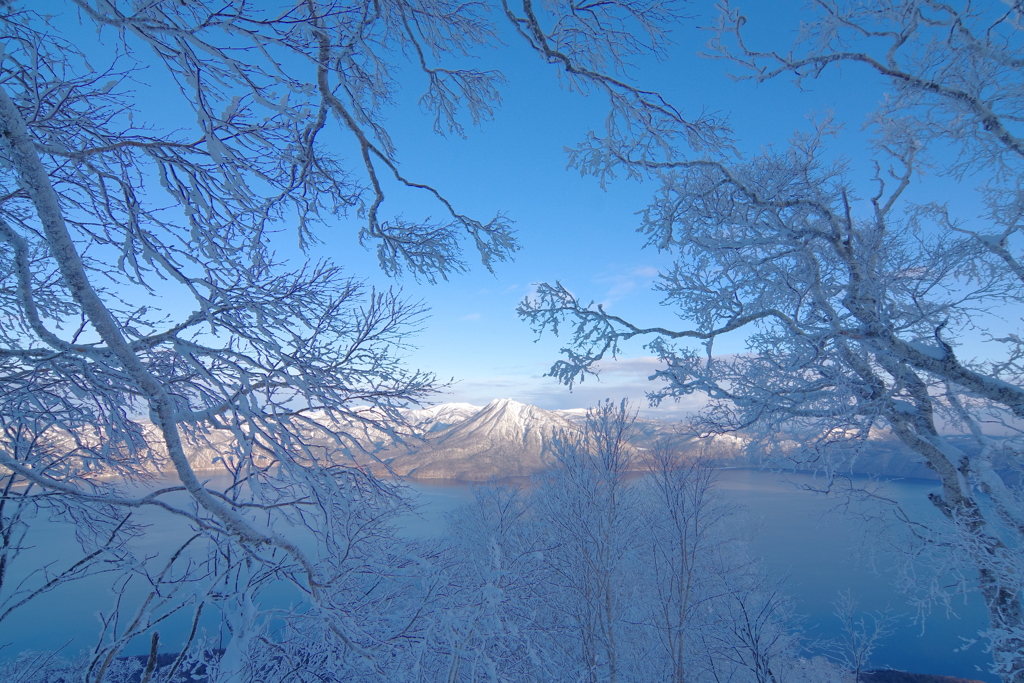 氷の木