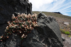 山の花の季節