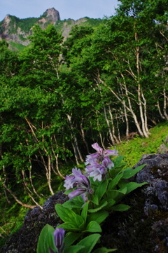 見晴台の花