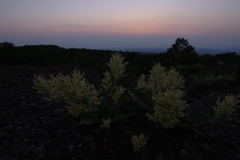 薄暮の花