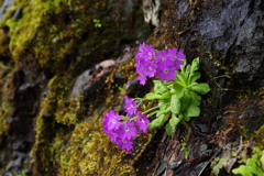 崖の花