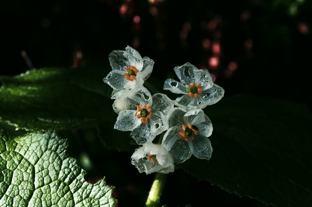 ガラスの花