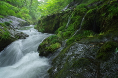 苔の川