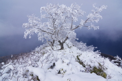 登山道の木