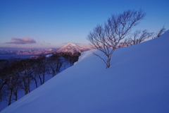 一本の木
