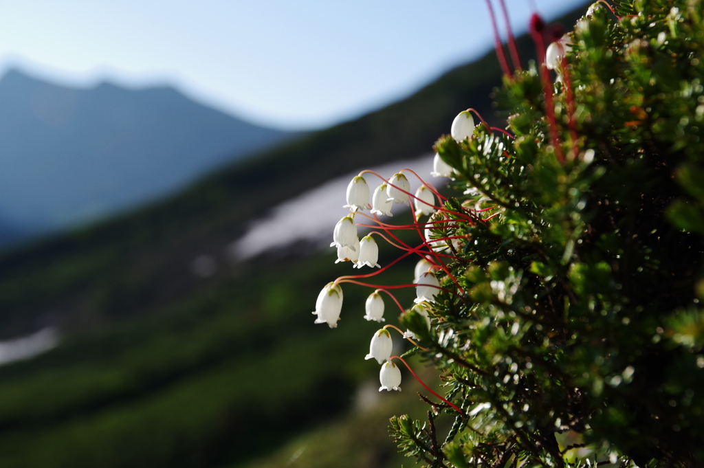 夏山