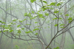 霧