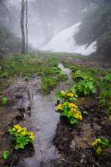 ヤチブキの沢