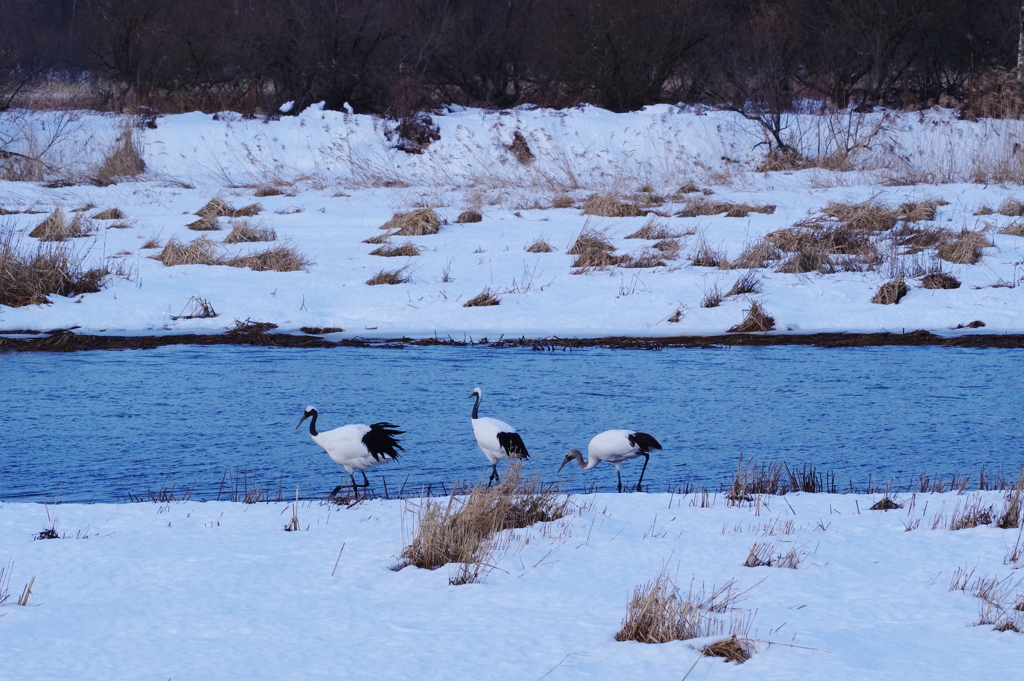 タンチョウヅルの風景