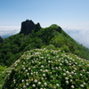 花咲く山