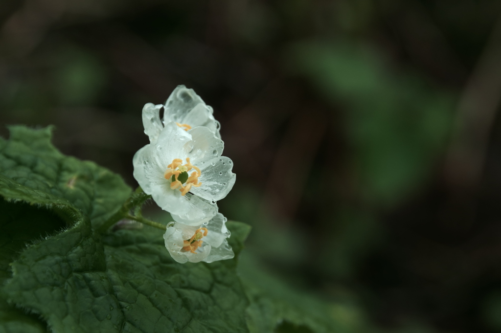 雨の花