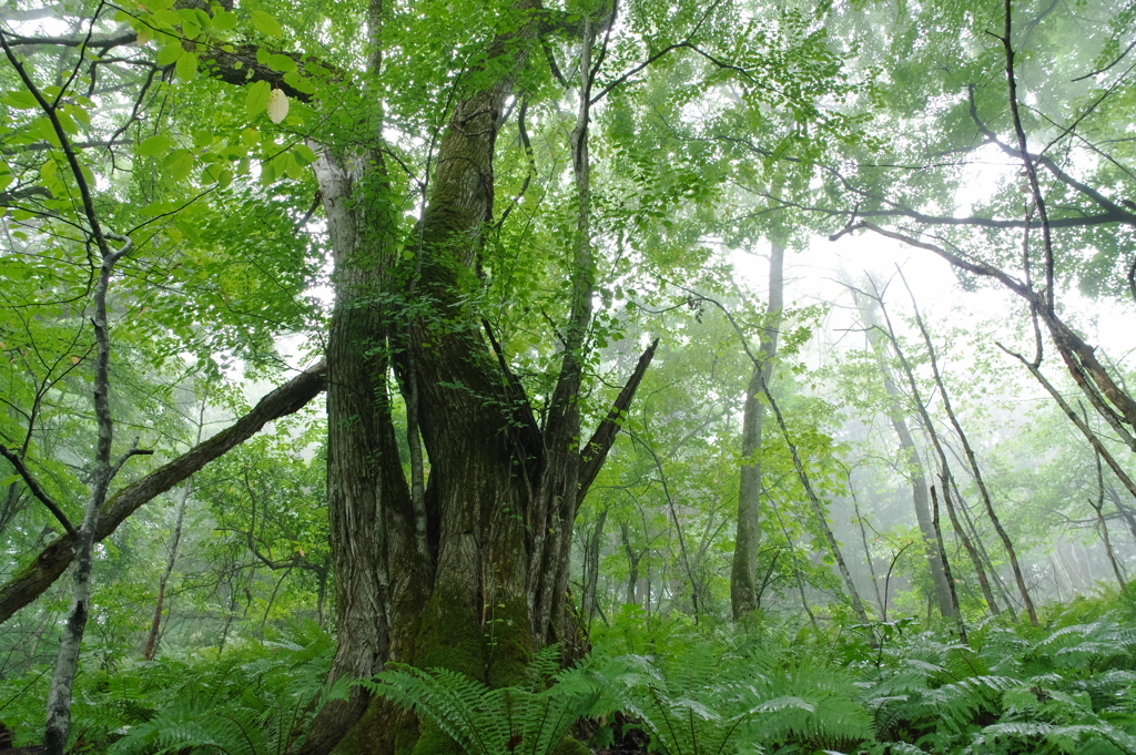 霧の森