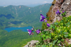 頂上の花