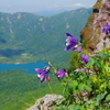 頂上の花