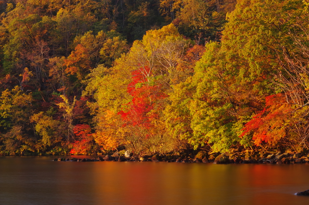 朝日を受ける紅葉　