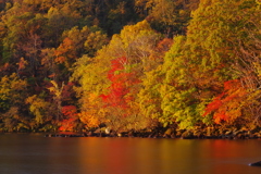 朝日を受ける紅葉　