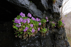 崖に咲く花