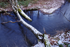 キツネの橋