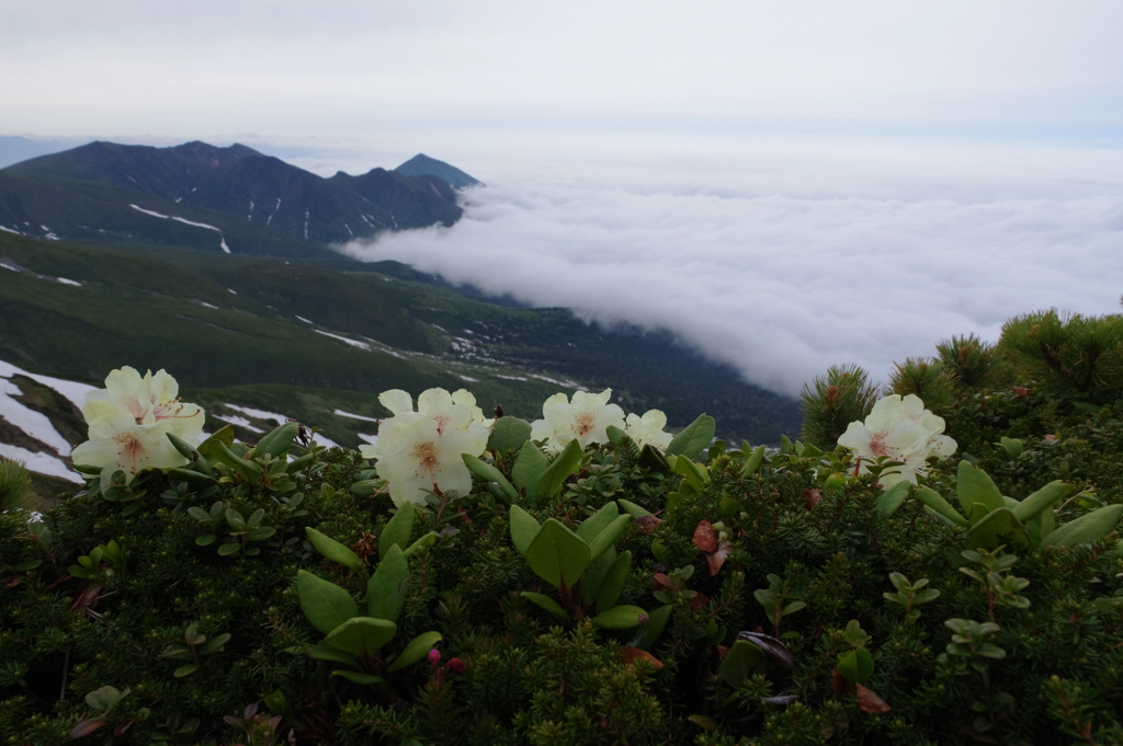 雲の上の花