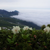 雲の上の花