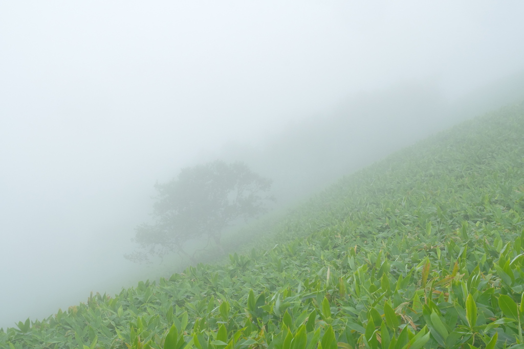 笹山