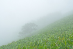 笹山